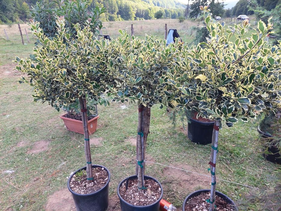 Plante ornamentale pon pon Ylex buxus glob pe tija leilandi brazi argi