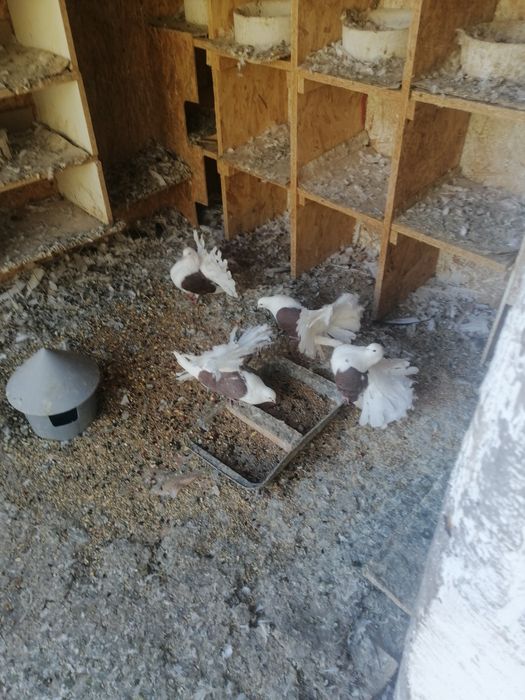 Porumbei de vânzare