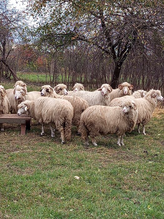 De vânzare 20 oi . Preț 1000 lei bucata