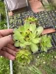 plante suculente