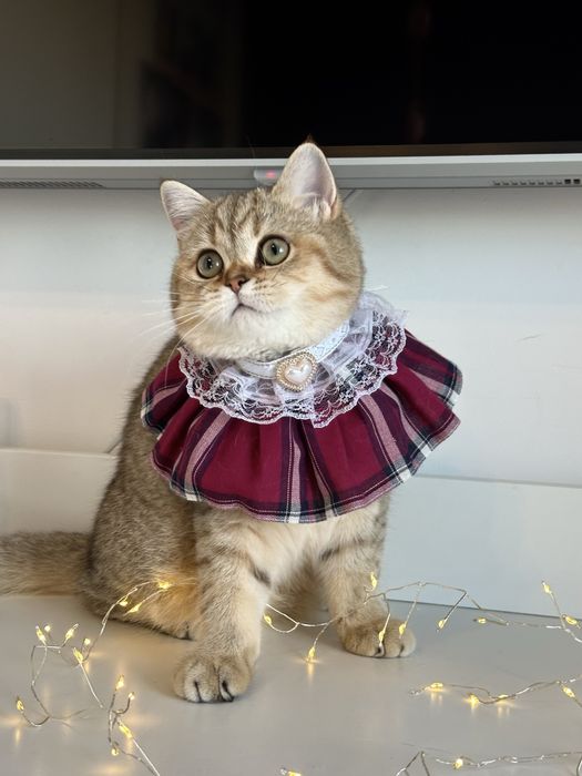 Fetita british shorthair golden superba  !! Certificat PEDIGREE !!