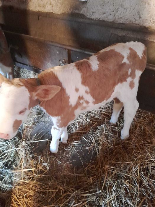 Vând vițelucă de o săptămână