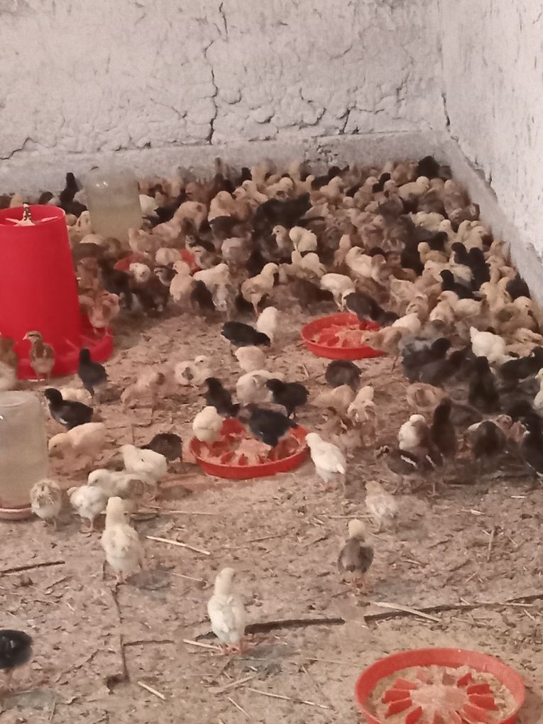 Uy tovuqlar jujasi