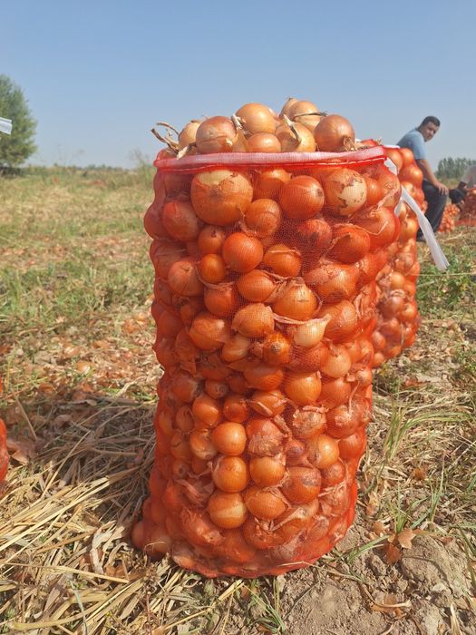 Kechki piyoz qishga sqlasa boladi
