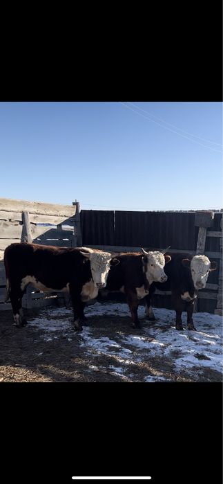 8бас 1,5жасар бұка сатылады 6 бас улкен бұзау сатылады