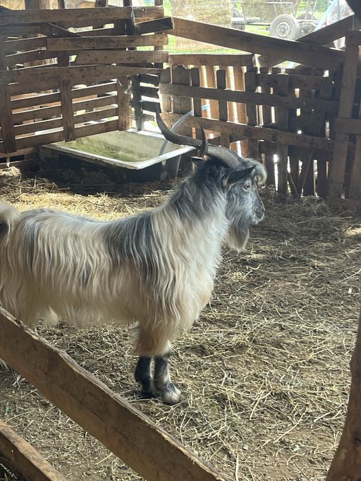 Tapi de vanzare tineri