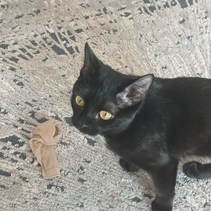 Животные в хорошие руки