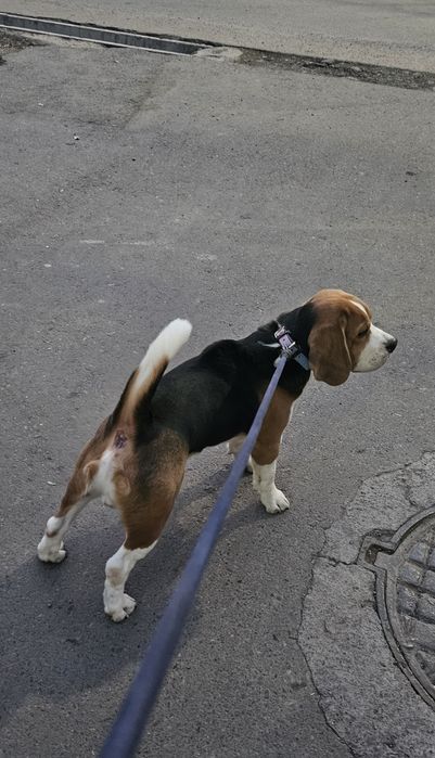 Вязка бигли.Ищем невесту.