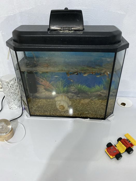 Продам аквариум с рыбками.
