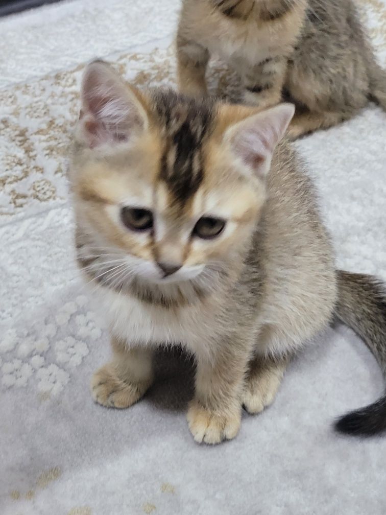 Scottish fold va Scottish stright
