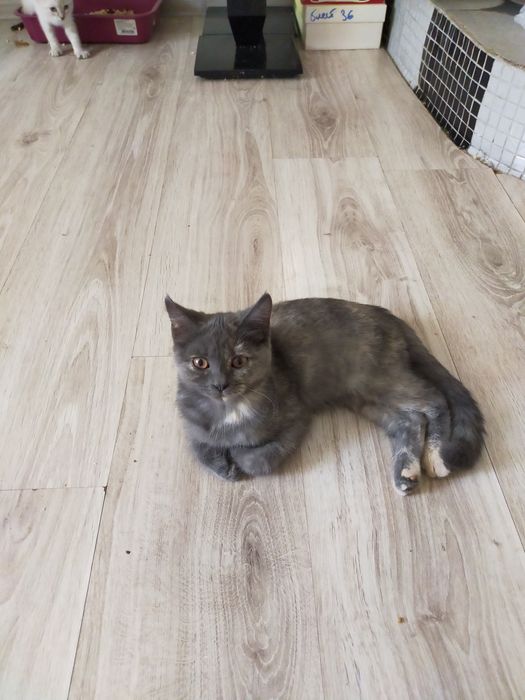 котята ищут новый дом
