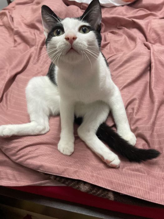 !!!URGENT!!!Motan spre adopție