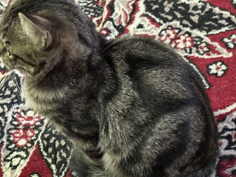 Отдам кота в хорошие руки