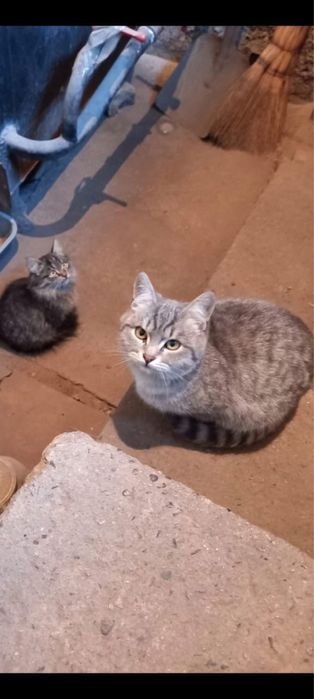 Кошки коты отдам в хорошие руки