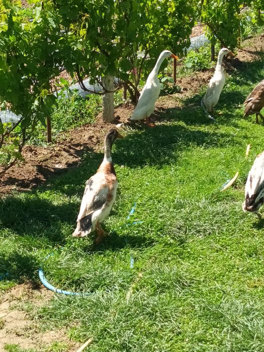 Vând rățoi indieni(rațoi alergători)