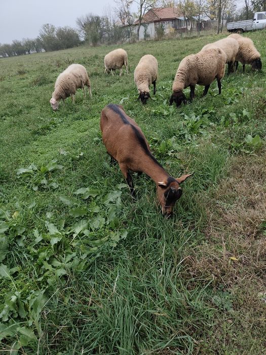 Vând Animale de rasa