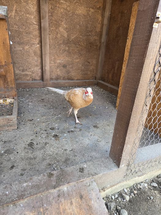 Fazani izabel si comuni