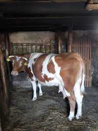 Vaca de vanzare baltata romaneasca