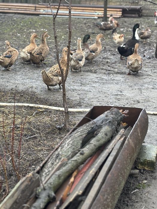 Rate românești de vanzare