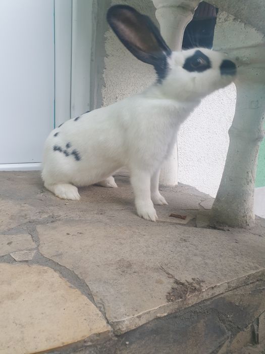 Vand 2 femela tanara 2025