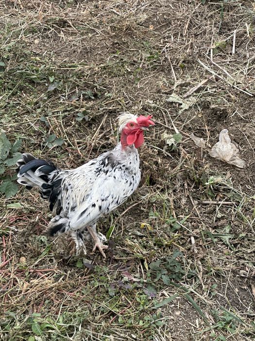 Vand 2 cocosi pitici iopan , 6 luni