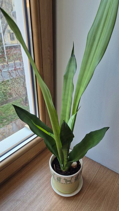 Сортовая сансевьерия Голден ханни комнатные цветы в коллекцию.