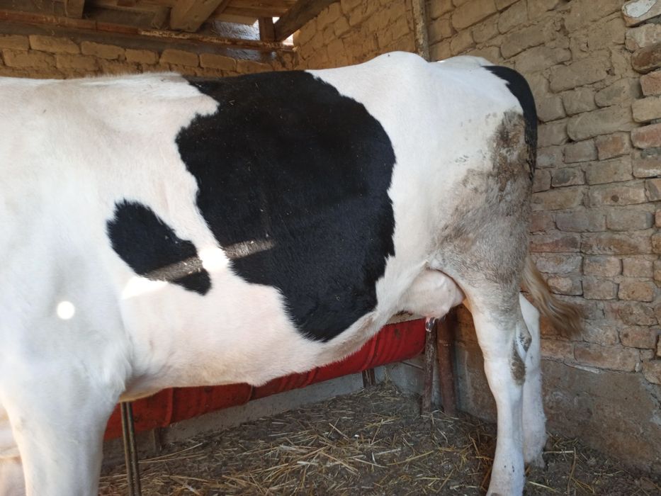 Сигир сотилади 1та туккан