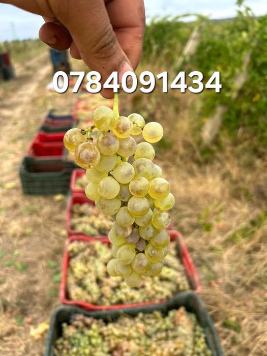 Struguri pentru vin producție 2025