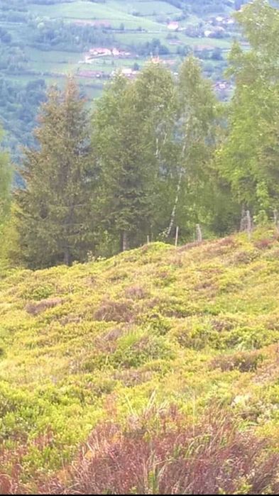 Vând teren ideal pentru cabană - Măguri-Răcătău (2000mp)