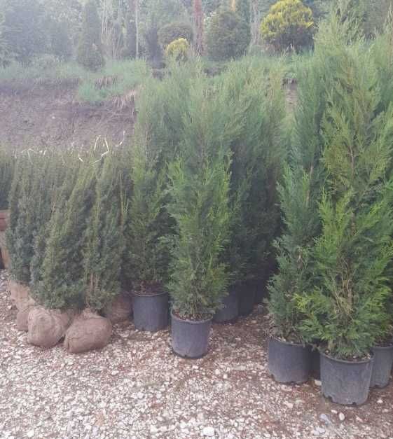 Plantează Cupressocyparis Leylandii și bucură-te de un spațiu verde
