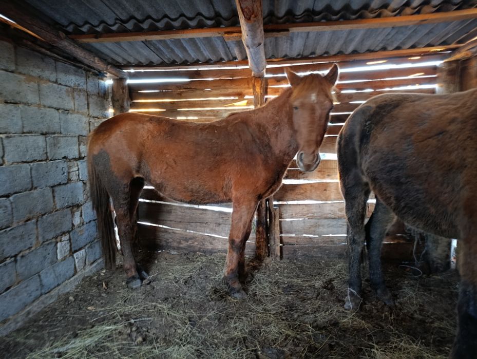 Продам Кабулу жеребую