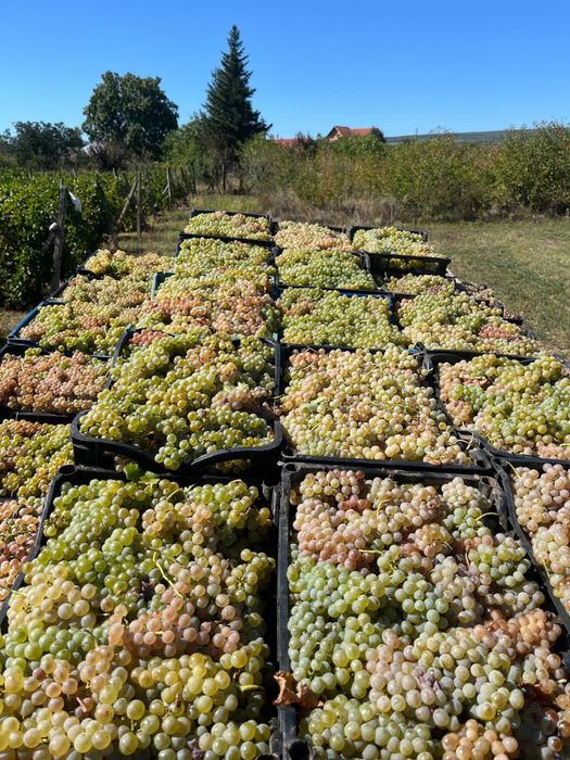 Struguri pentru vin