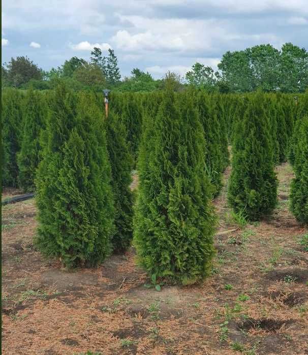 Plante ornamentale uimitoare care înfrumusețează orice spațiu