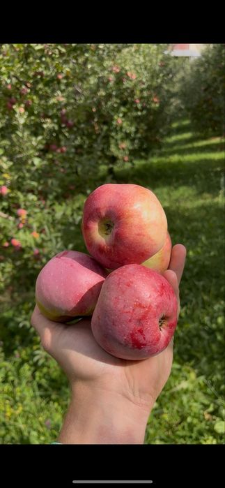 Vand diferite soiuri de mere!