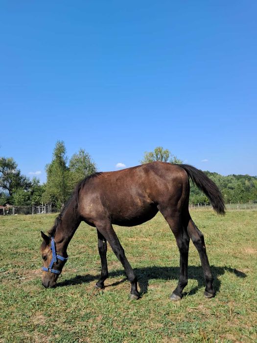 Mânză neagră, 5-6 luni, blândă