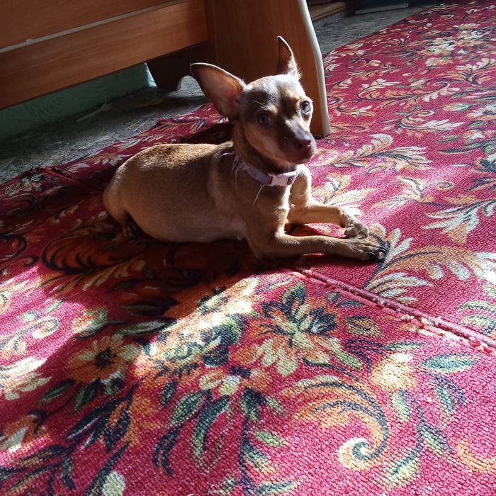 Щенки Той-терьер