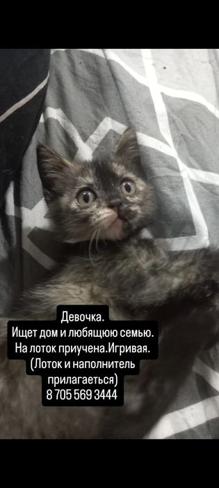Котенок бесплатно