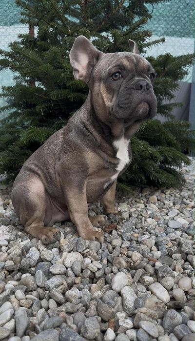 Bulldog Francez Masculi