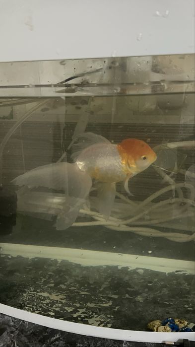 Продаю рыбку большую