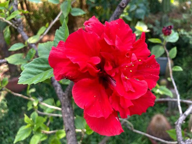 Vand trandafir japonez cu floare batuta rosie