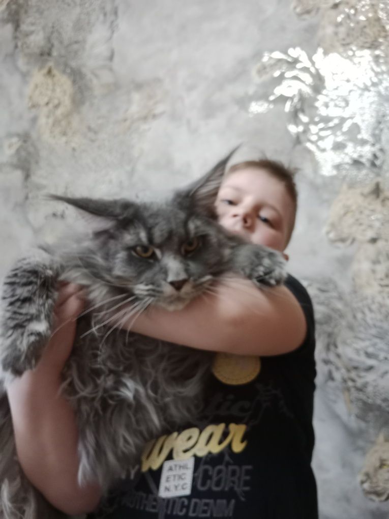 Кот Мейн-кун на вязку