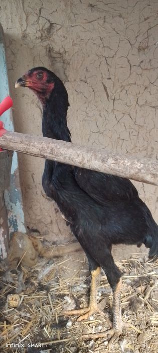 Дакан хороз товук 300 мингдан