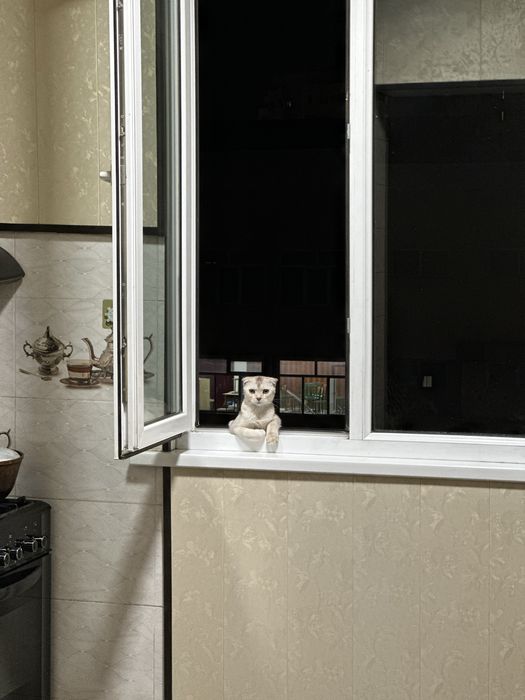 Sotiladi Mushuk Scottish Fold