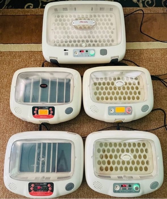 Inkubator va Bludur Original