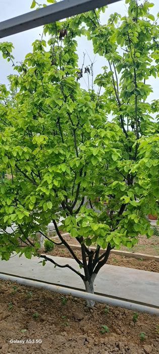 Hovli uy ijara arendaga beriladia