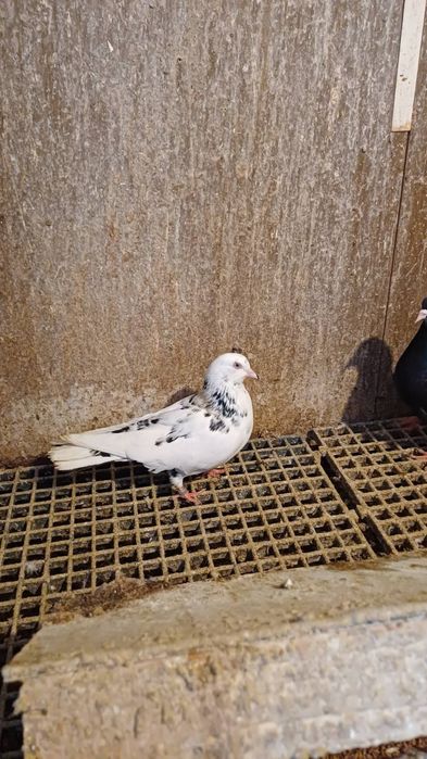 30 броя гълъби.  .