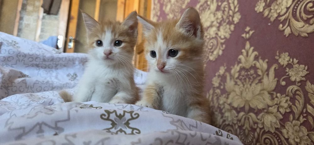 Котенок мысық бесплатно
