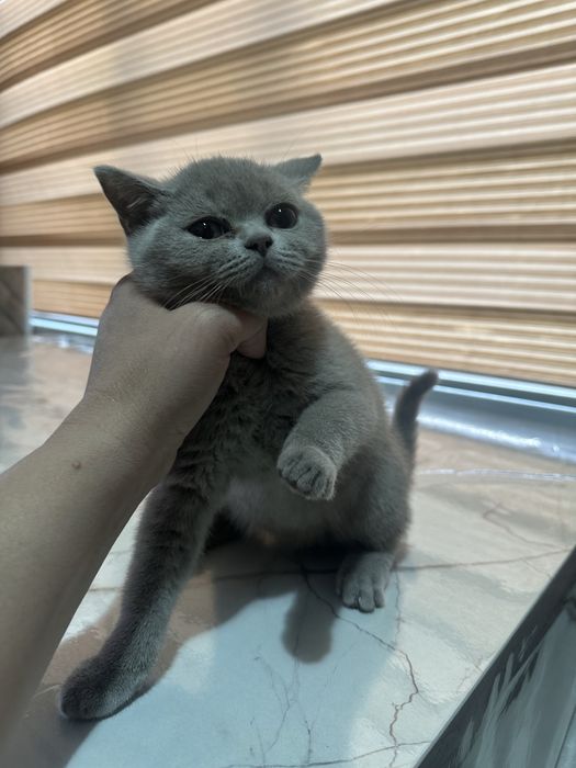 Продается котенок.