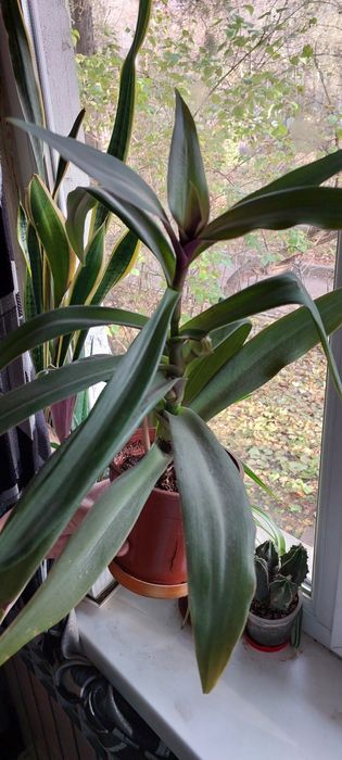 Цветок комнатный  Рео