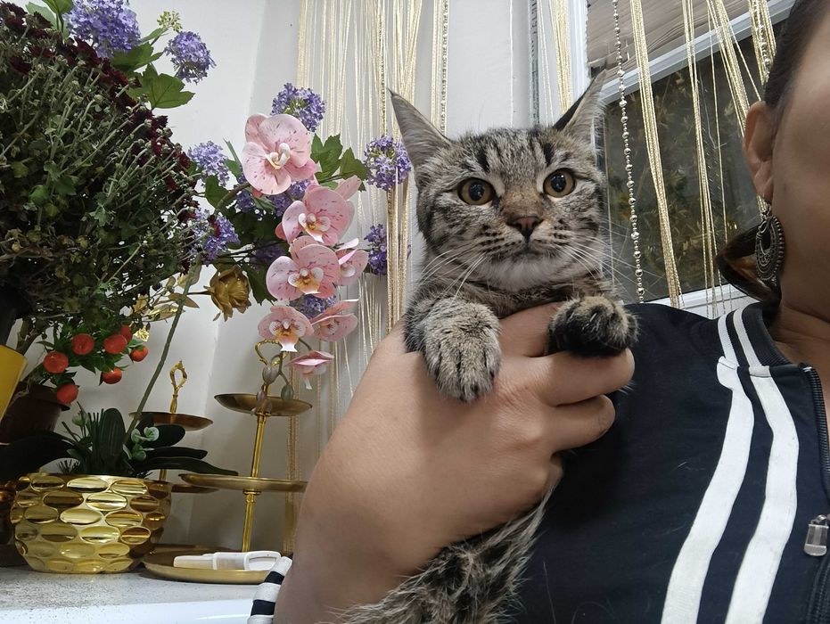 Кошки, стерилизация в подарок